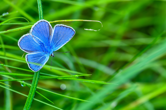 Polyommatus icarus - közönséges boglárka