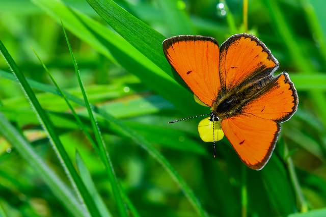 Lycaena dispar rutilus - nagy tűzlepke