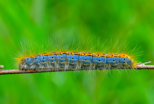 Malacosoma castrensis - kutyatejszövő