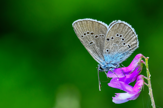 Cyaniris semiargus - aprószemes boglárka