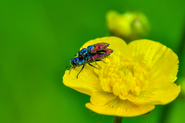Anthaxia salicis - bíboros virágdíszbogár
