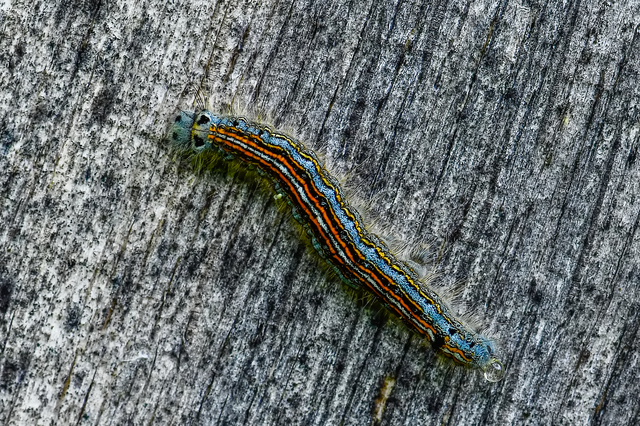 Malacosoma neustria - gyűrűsszövő