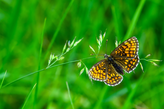 Melitaea athalia - közönséges tarkalepke