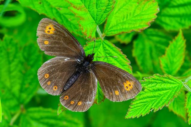Erebia medusa - tavaszi szerecsenlepke