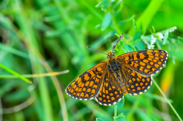 Melitaea athalia - közönséges tarkalepke