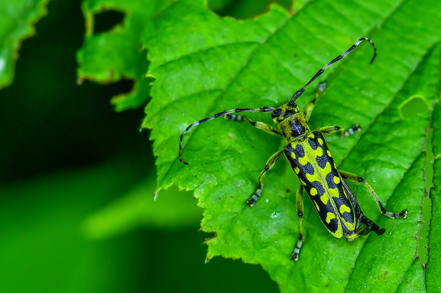 Saperda scalaris - létracincér