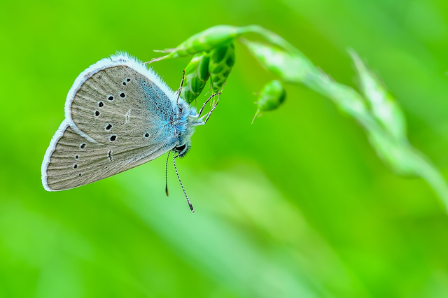 Cyaniris semiargus - aprószemes boglárka