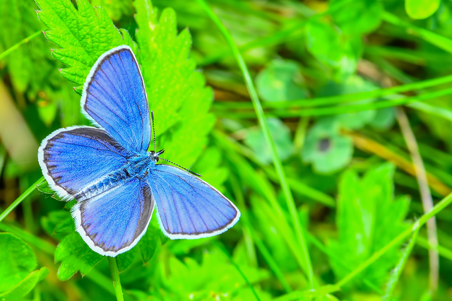 Plebejus argyrognomon - tintakék boglárka
