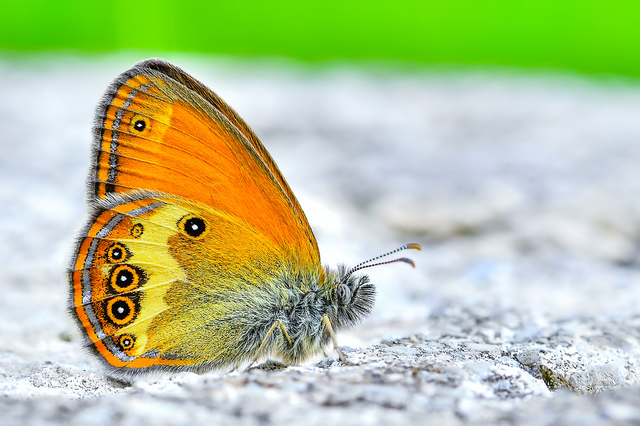 Coenonympha arcania - fehéröves szénalepke