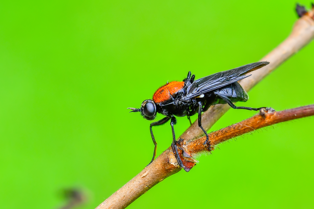 Diptera - Kétszárnyúak