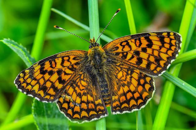 Melitaea phoebe - nagy tarkalepke