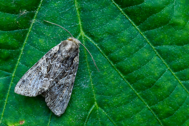 Lacanobia