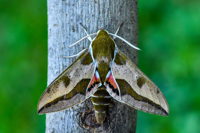 Hyles euphorbiae - kutyatejszender