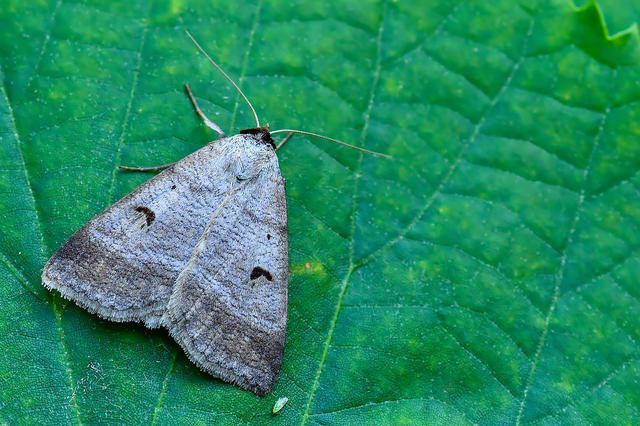 Lygephila pastinum - közönséges csüdfűbagoly