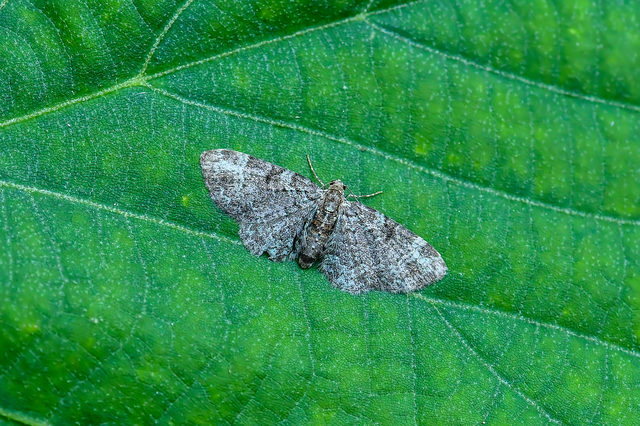 Pasiphila rectangulata - almavirág-araszoló