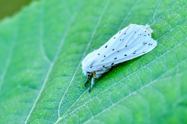 Spilosoma lubricipedum - tejszínű medvelepke