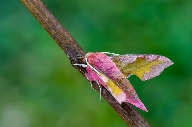 Deilephila porcellus - piros szender