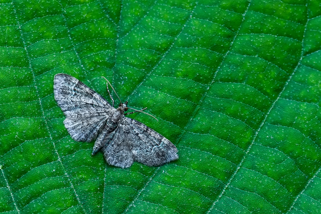 Pasiphila rectangulata - almavirág-araszoló