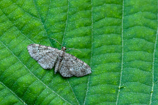 Pasiphila rectangulata - almavirág-araszoló