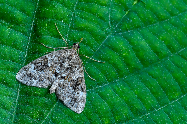 Thera variata/britannica