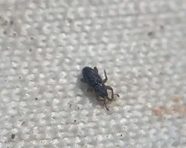 Tychius stephensi - rétihere-tímárormányos