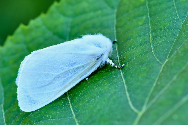 Leucoma salicis - fűzfaszövő