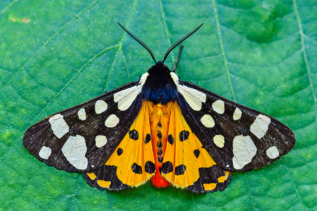 Arctia villica - fekete medvelepke