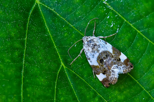 Acontia lucida - fehér nappalibagoly