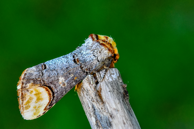 Phalera bucephala - sárgafoltos púposszövő