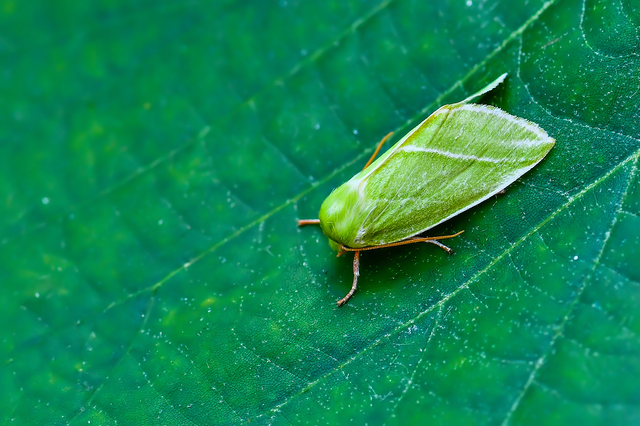 Pseudoips prasinana - bükkfa-zöldbagoly