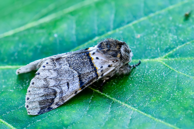 Furcula bifida - kis púposszövő
