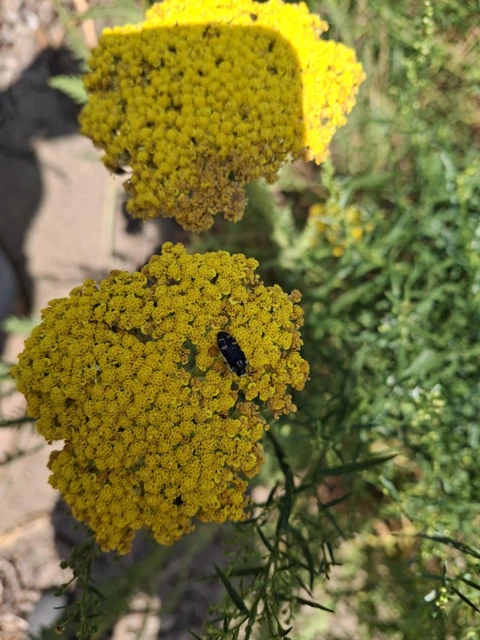 Acmaeoderella mimonti - homoki zömökdíszbogár
