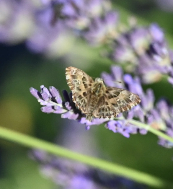 Carcharodus alceae - mályva-busalepke