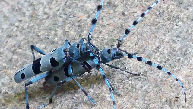 Rosalia alpina - havasi cincér