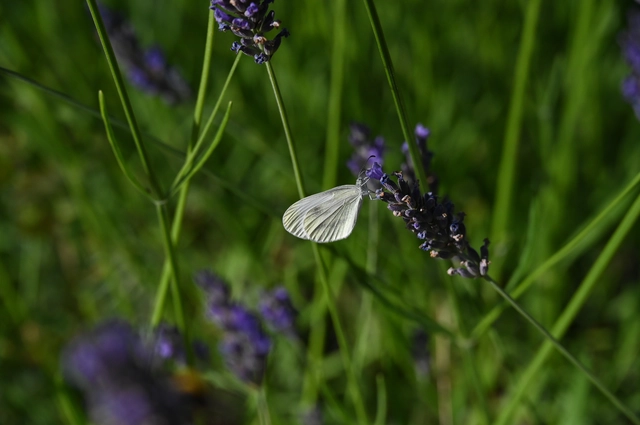 Leptidea sinapis - mustárlepke