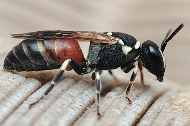Hylaeus variegatus