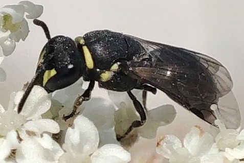 Hylaeus communis