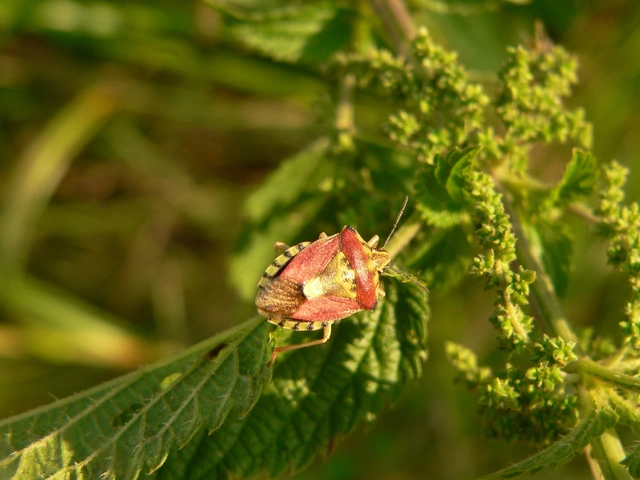 Carpocoris Carpocoris