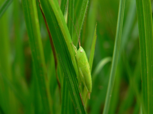 Ruspolia nitidula - nagy kúpfejűszöcske
