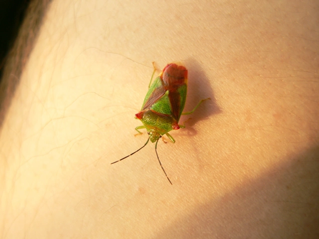 Acanthosoma haemorrhoidale - nagy dajkapoloska Acanthosoma haemorrhoidale - nagy dajkapoloska