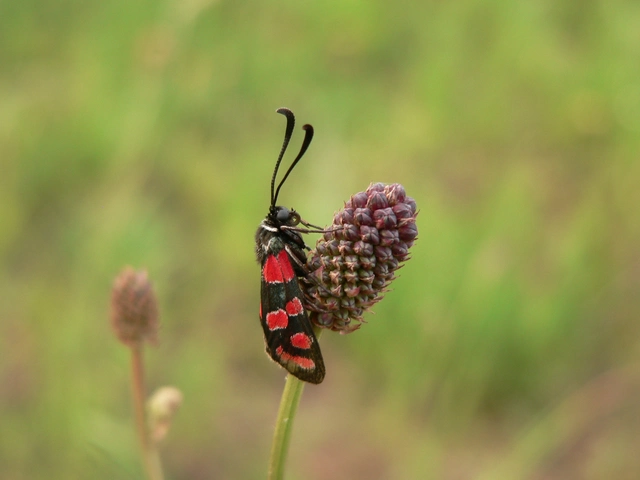 Zygaena carniolica - fehérgyűrűs csüngőlepke