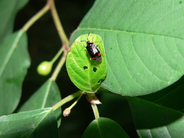 Deraeocoris ruber - vöröses mezeipoloska