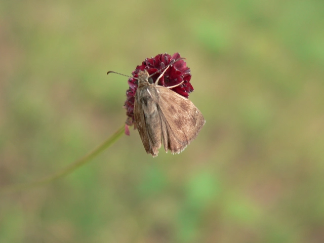 Erynnis tages - cigánylepke
