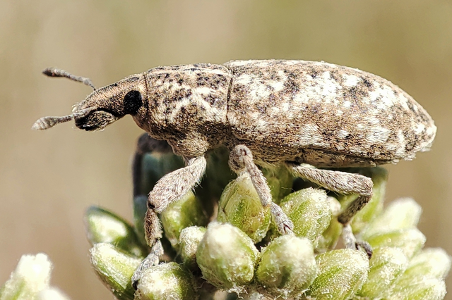 Cyphocleonus dealbatus - márványos barkó