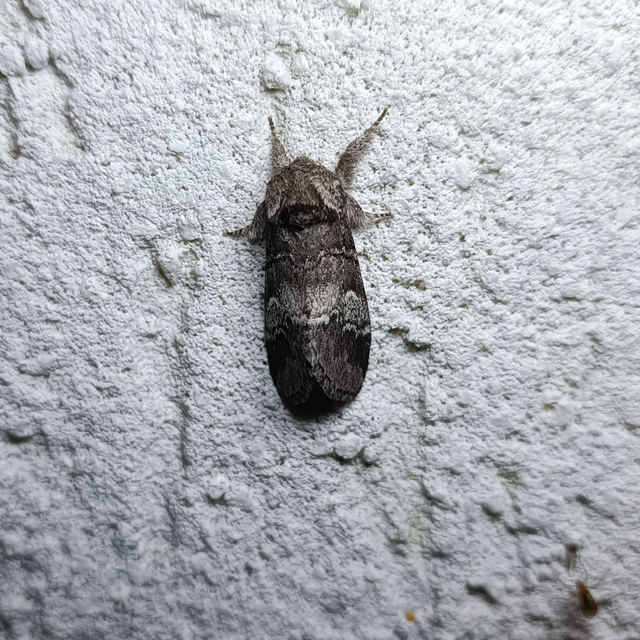Drymonia querna - tölgyfa-púposszövő