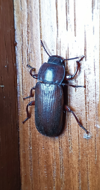 Tenebrio molitor - közönséges lisztbogár