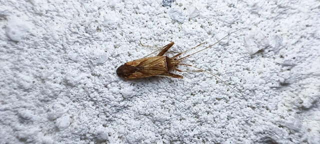 Phytocoris