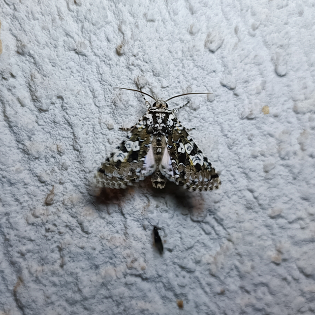 Lamprosticta culta - hármasfoltú bagoly