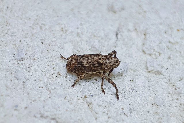 Gasterocercus depressirostris - laposorrú ormányos