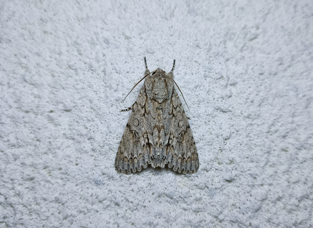 Acronicta aceris - vadgesztenye-szigonyosbagoly